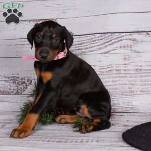 Josey, Doberman Pinscher Puppy